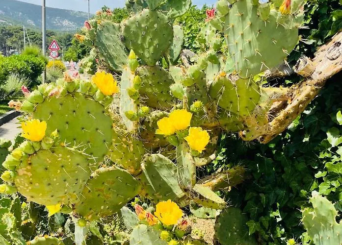 Sirena Osor With Sea View Casa vacanze Mali Lošinj